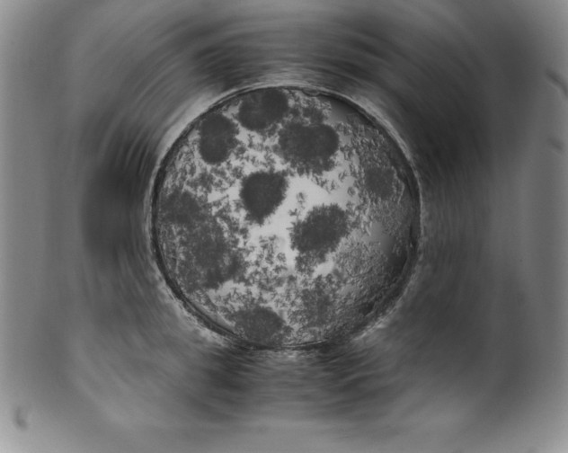 X0000100490949200806271233