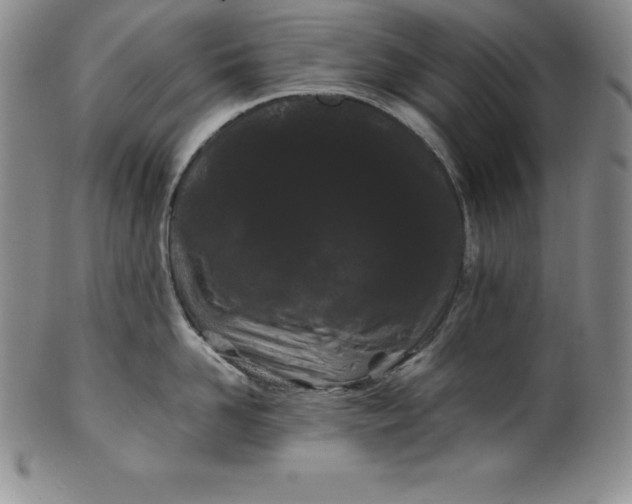 X0000100490958200806271234