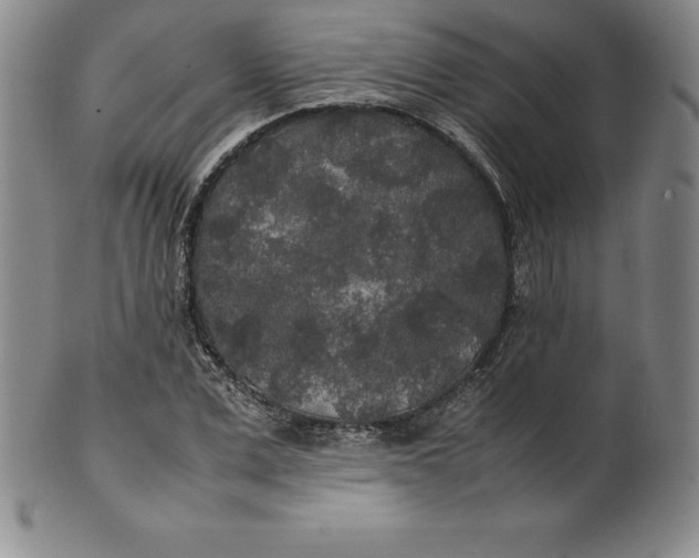 X0000100490975200806271233