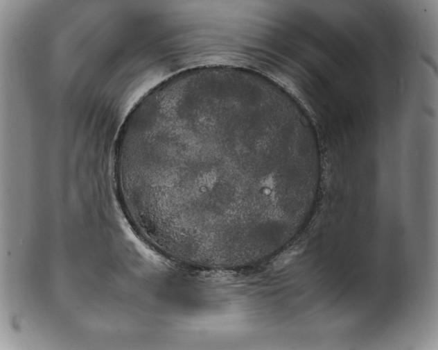 X0000100490991200806271232