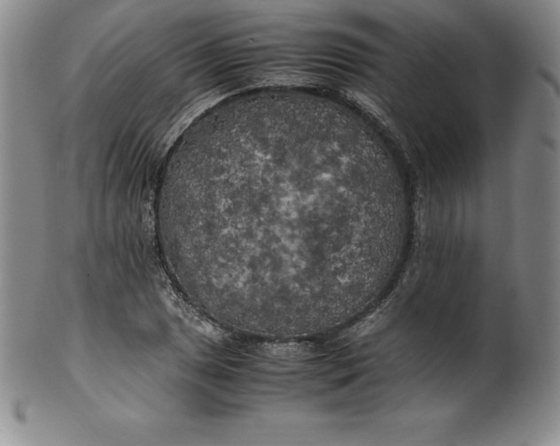 X0000100491025200806271232