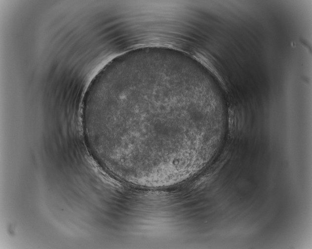 X0000100491068200806271231