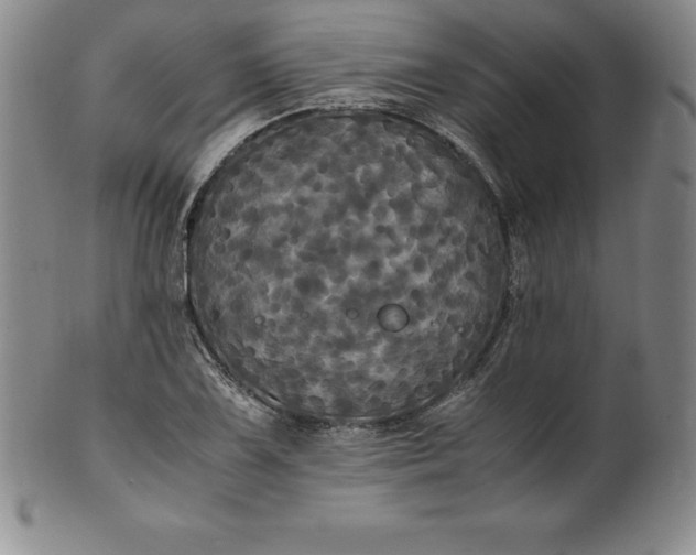 X0000100491075200806271231