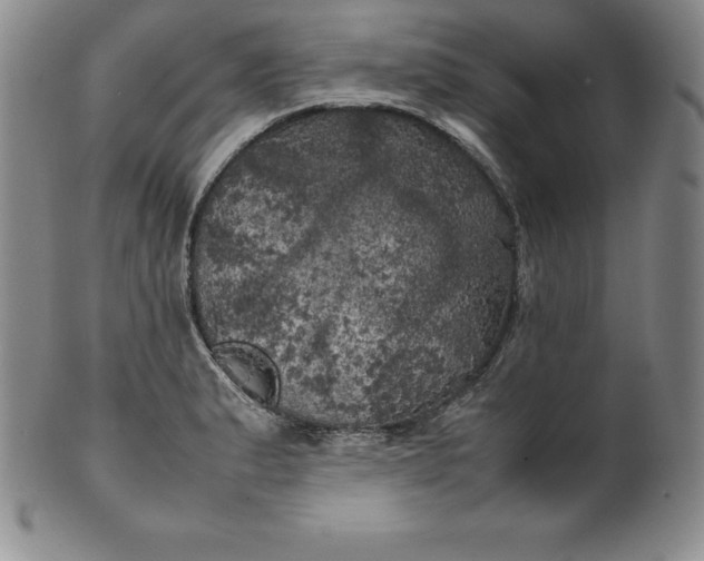 X0000100491183200806271230