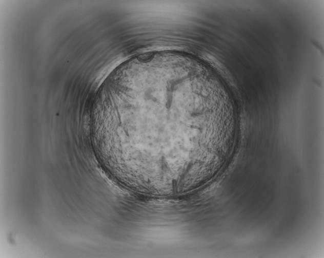 X0000100491185200806271230