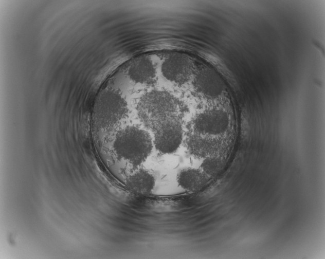 X0000100491233200806271229