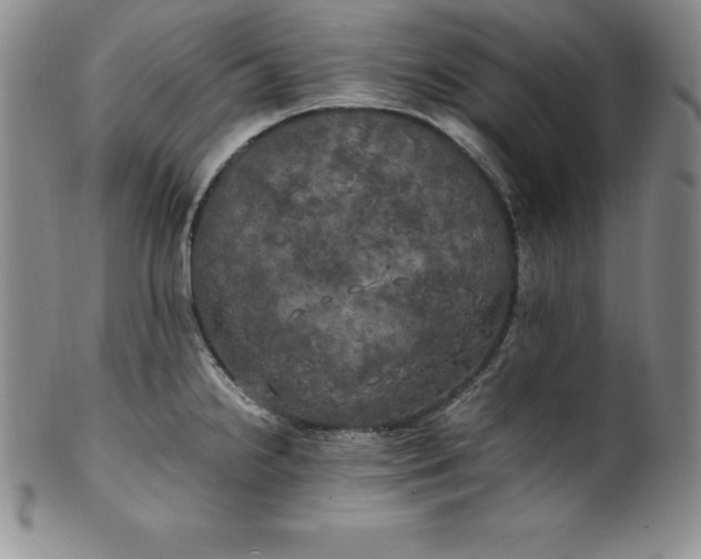 X0000100491238200806271229