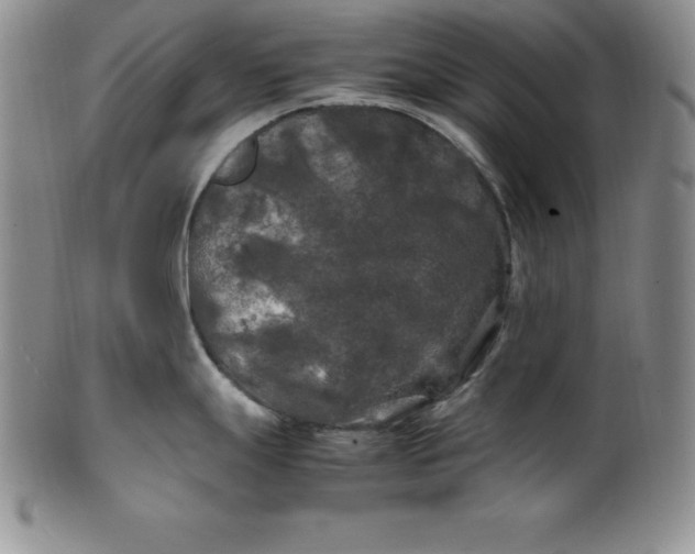 X0000100491247200806271229