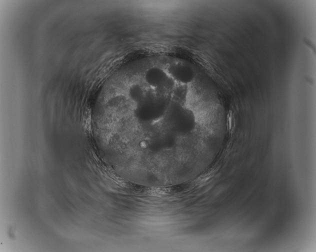 X0000100491251200806271229