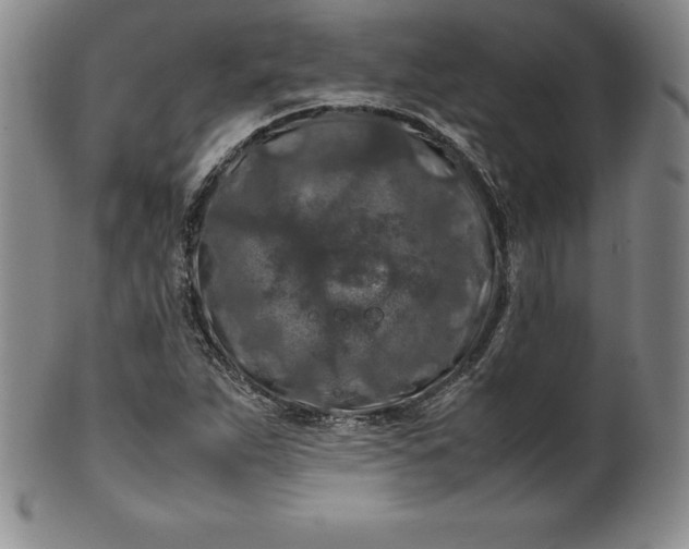 X0000100491263200806271228