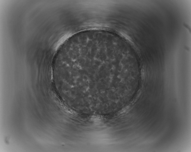 X0000100491267200806271228