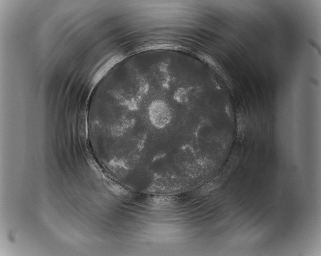 X0000100491274200806271228