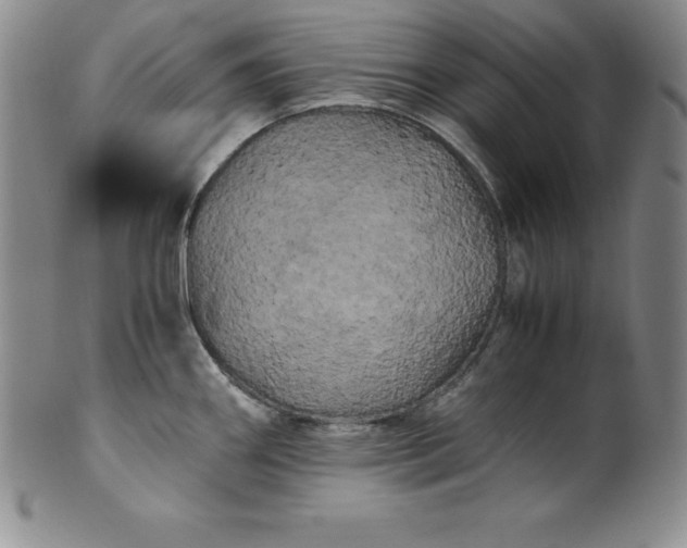 X0000100491290200806271228