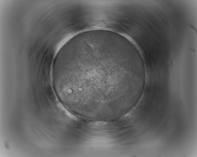 X0000100491294200806271228