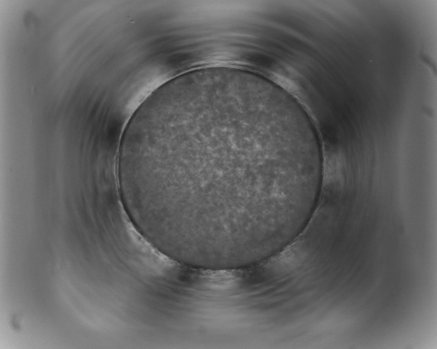 X0000100491338200806271228