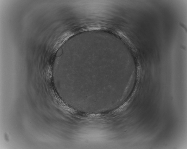 X0000100491353200806271227