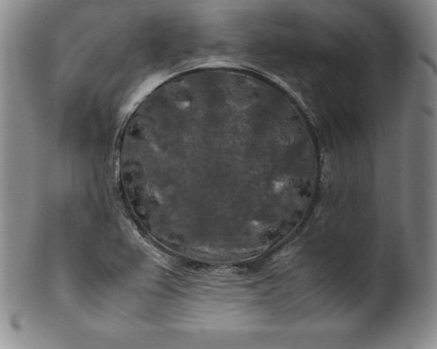 X0000100491367200806271227