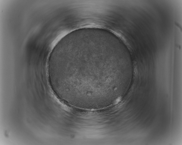 X0000100491375200806271227