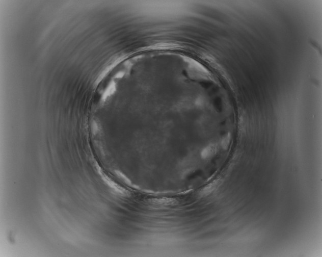 X0000100491425200806271226