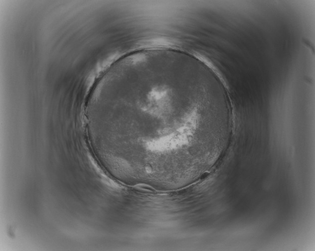 X0000100491477200806271225