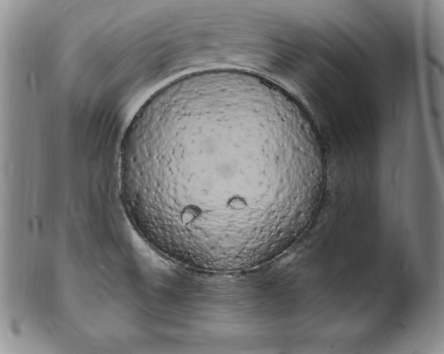 X0000100491524200806271225