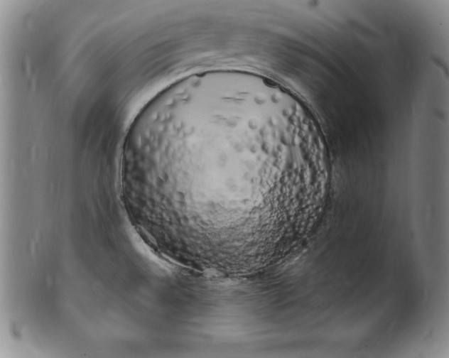 X0000100491528200806271225