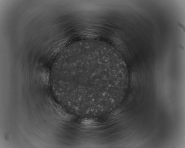 X0000100490177200807031925