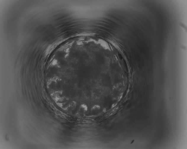 X0000100490337200807031921