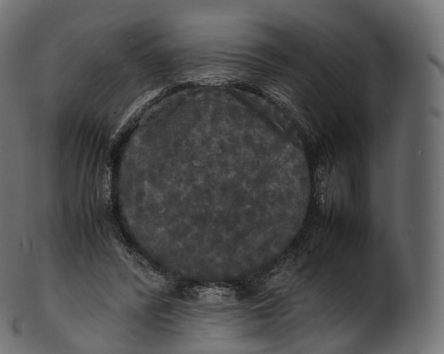 X0000100490400200807031921