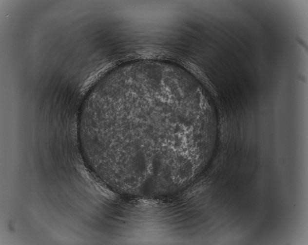 X0000100490442200807031920