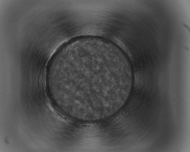 X0000100490580200807031918