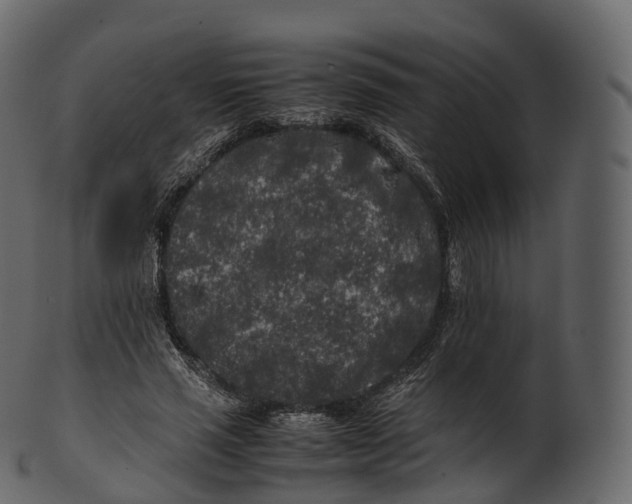 X0000100490637200807031917