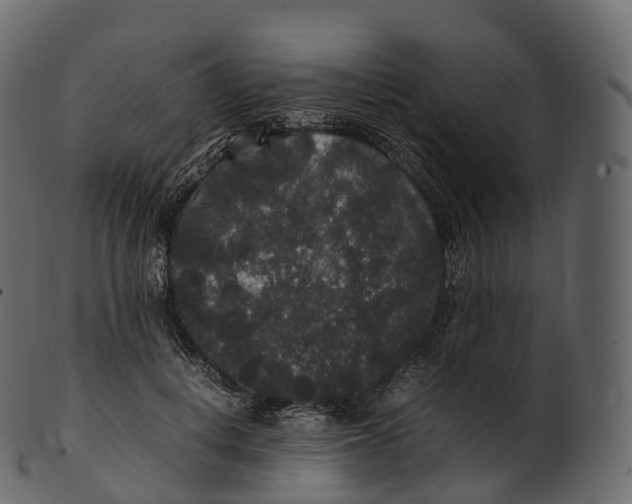 X0000100490648200807031917