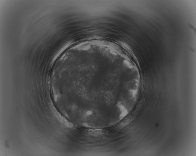 X0000100490859200807031915