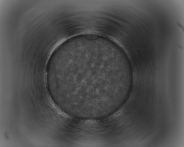 X0000100491029200807031911