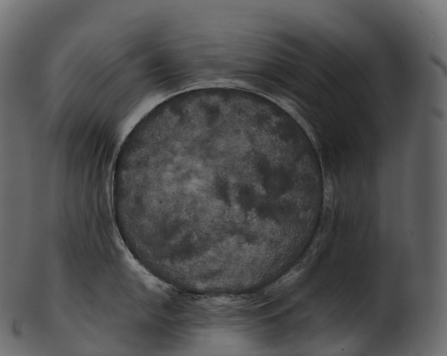 X0000100491054200807031911