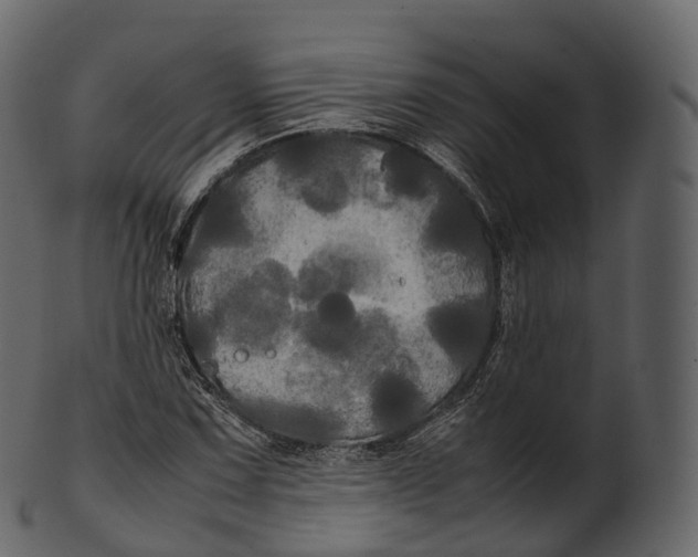 X0000100491067200807031911