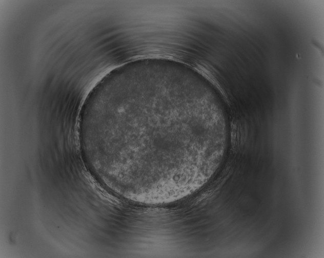 X0000100491068200807031911