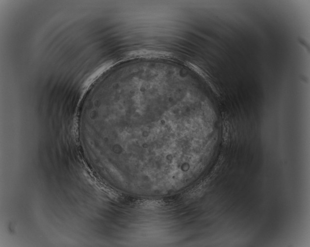 X0000100491074200807031910