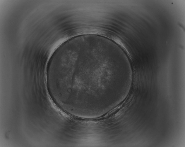 X0000100491088200807031910