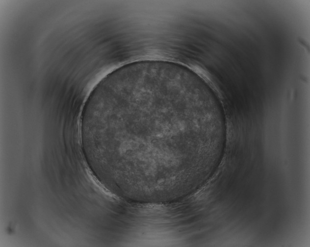 X0000100491238200807031909