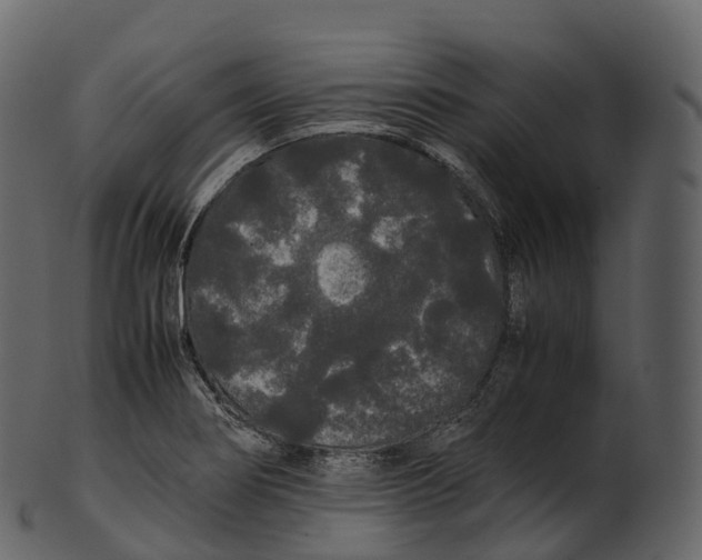 X0000100491274200807031908