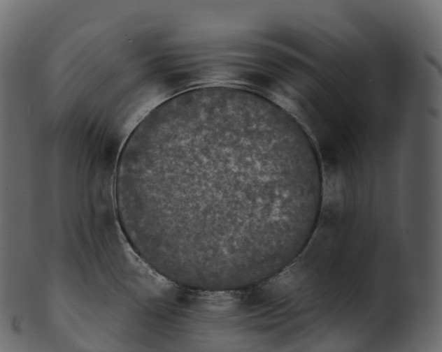 X0000100491338200807031907