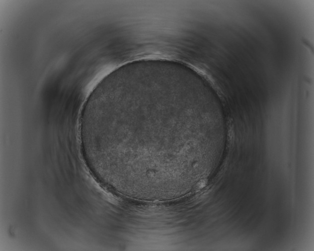 X0000100491375200807031906