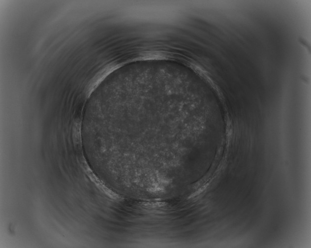 X0000100491417200807031905