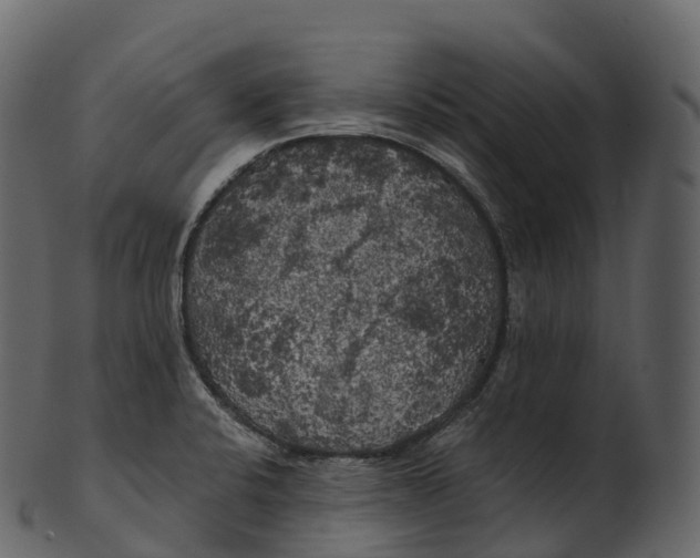 X0000100491424200807031905