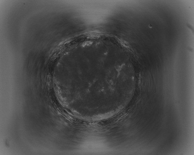 X0000100491445200807031905