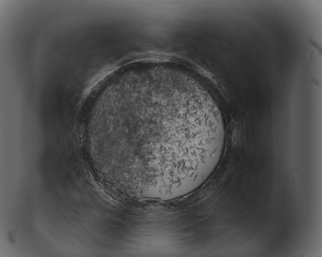 X0000100491448200807031905