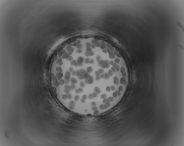 X0000100491454200807031905