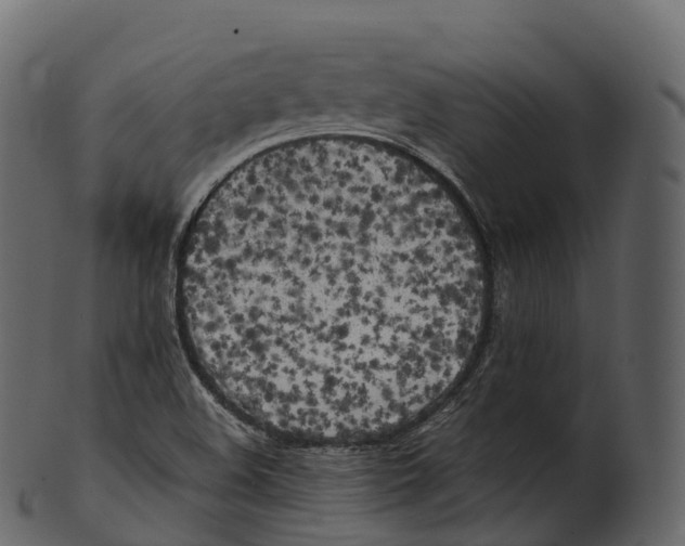 X0000100491508200807031904